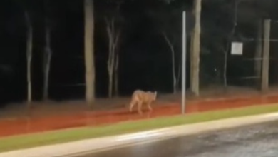 Fotos de Onça-parda é filmada caminhando perto do Parque na região