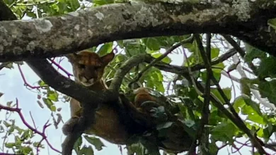 Fotos de Operação conjunta salva onça-parda na região