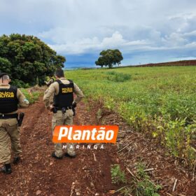 Fotos de Corpo de homem encontrado em plantação de soja é identificado em Maringá
