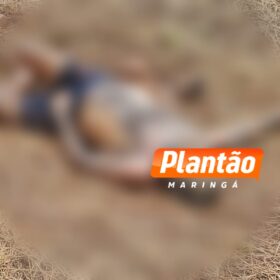 Fotos de Corpo de homem encontrado em plantação de soja é identificado em Maringá
