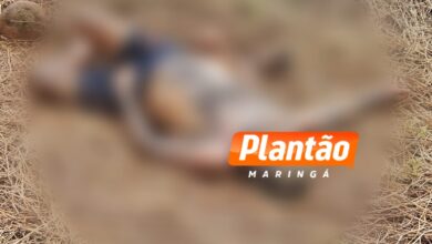 Fotos de Corpo é encontrado em plantação de soja em Maringá