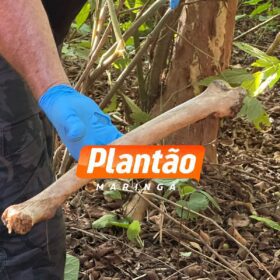 Fotos de Ossada humana é encontrada em área rural entre Mandaguari e Marialva