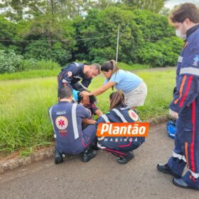 Fotos de Mulher é intubada após ser esfaqueada em meio uma mata em Maringá
