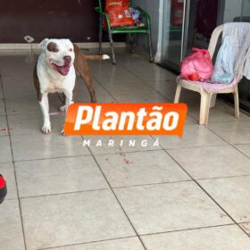Fotos de Bebê de 1 ano e 4 meses é intubada e socorrida em estado grave após ser atacada por pitbull em Sarandi