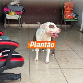 Fotos de Bebê de 1 ano e 4 meses é intubada e socorrida em estado grave após ser atacada por pitbull em Sarandi