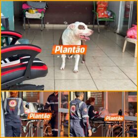 Fotos de Bebê de 1 ano e 4 meses é intubada e socorrida em estado grave após ser atacada por pitbull em Sarandi