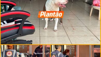 Fotos de Bebê de 1 ano e 4 meses é intubada e socorrida em estado grave após ser atacada por pitbull em Sarandi