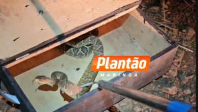Fotos de Bombeiros capturam três cobras cascavéis em frente a residência em Maringá