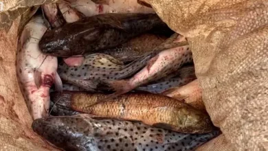Fotos de Homem é preso por pesca ilegal no Paraná