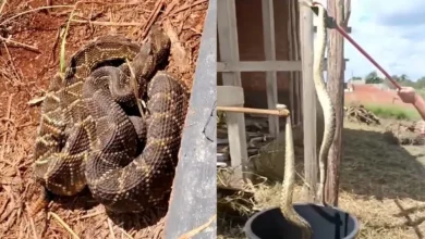 Fotos de Homem se depara com duas cobras cascavéis ao roçar terreno no Paraná; VÍDEO