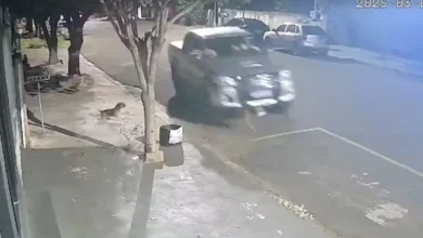 Fotos de Polícia procura motorista que matou cachorro atropelado em Porto Rico; VÍDEO