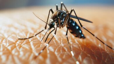 Fotos de Regional de Saúde de Maringá tem três mortes confirmadas por dengue
