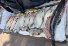 Fotos de Dois homens são presos e multados por pesca ilegal na região
