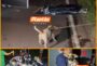 fiel-ate-o-fim-cachorro-chora-ao-lado-de-homem-atropelado-em-rodovia-no-parana