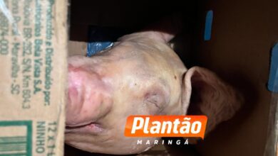 Fotos de Homem recebe cabeça de porco e bilhete com ameaças em Sarandi