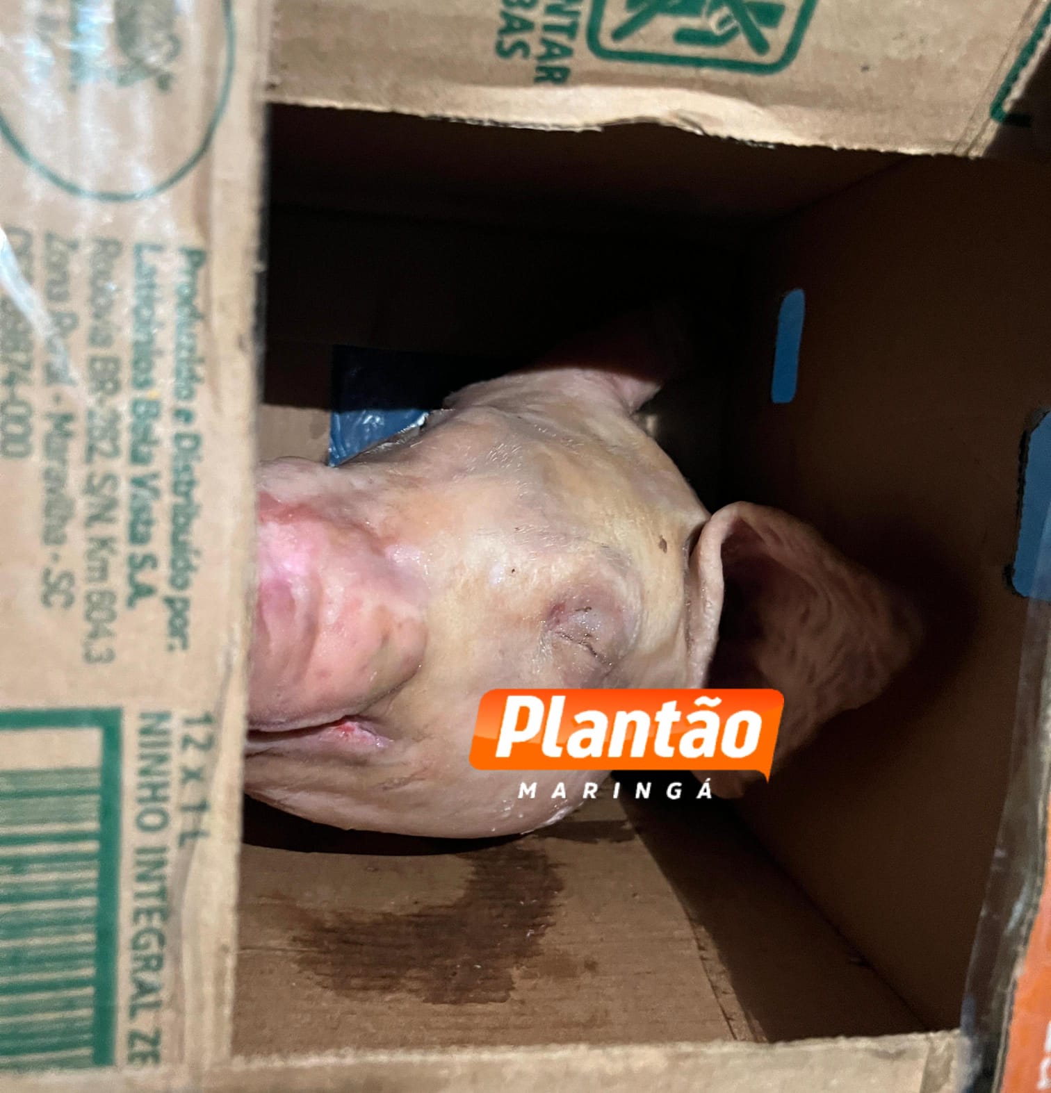 Fotos de Homem recebe cabeça de porco e bilhete com ameaças em Sarandi