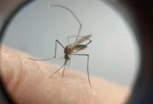 Fotos de Maringá registra quarta morte por dengue em 2025