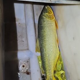 Fotos de Polícia Militar Ambiental combate pesca ilegal em cidade Gaúcha e Itaguajé