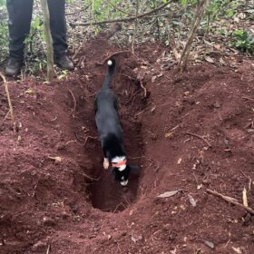 Suspeito confessa que agricultor desaparecido em Marialva foi esquartejado; partes foram jogadas em rio Foto 1 Fotos de Suspeito confessa que agricultor desaparecido em Marialva foi esquartejado; partes foram jogadas em rio