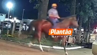Fotos de Cavalo avaliado em R$ 150 mil é furtado durante a Expoingá; animal foi recuperado por populares
