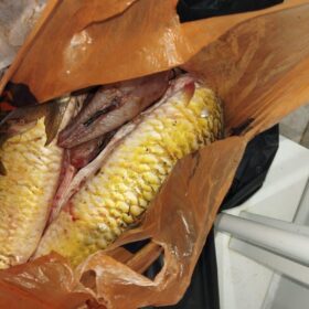 Fotos de Dois homens são presos por pesca irregular no Rio Ivaí