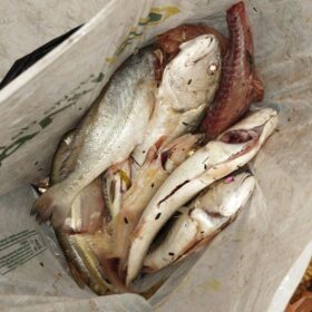 Fotos de Dois homens são presos por pesca irregular no Rio Ivaí