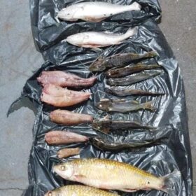 Fotos de Dois homens são presos por pesca irregular no Rio Ivaí