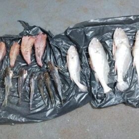 Fotos de Dois homens são presos por pesca irregular no Rio Ivaí