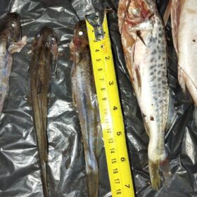 Fotos de Dois homens são presos por pesca irregular no Rio Ivaí