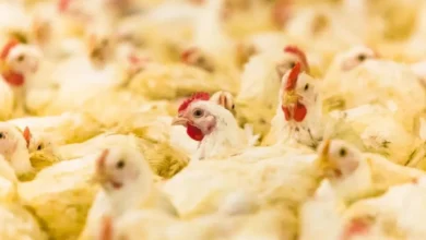 Fotos de Maior exportador de frango do Brasil, Paraná reforça barreira contra gripe aviária