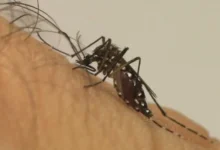 Fotos de Maringá registra mais uma morte por dengue; já são cinco óbitos confirmados e outros cinco em investigação
