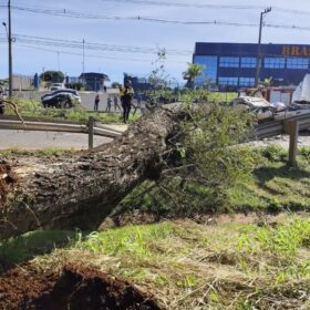 Fotos de Árvore cai sobre carro e mata motorista na PR-317, em Maringá