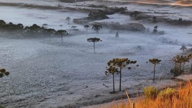 Fotos de Com chegada de frio intenso, Paraná tem previsão de geadas; veja quando e onde