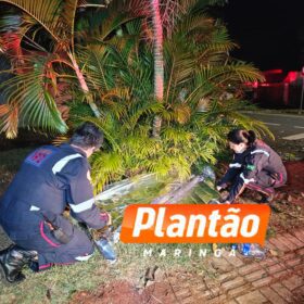 Fotos de Câmera de segurança flagra homicídio de homem com mandado de prisão em Maringá