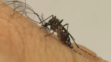 Fotos de Maringá registra mais duas mortes por dengue