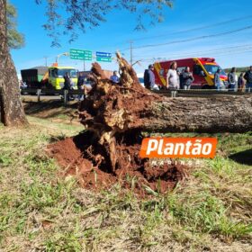 Fotos de Árvore cai sobre carro e mata motorista na PR-317, em Maringá
