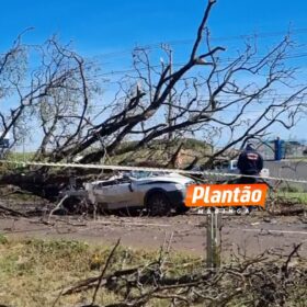 Fotos de Árvore cai sobre carro e mata motorista na PR-317, em Maringá