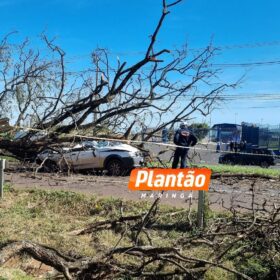 Fotos de Árvore cai sobre carro e mata motorista na PR-317, em Maringá