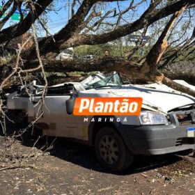 Fotos de Árvore cai sobre carro e mata motorista na PR-317, em Maringá