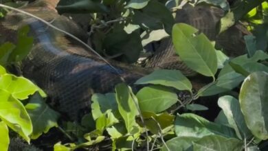 Fotos de Vídeo: Sucuri de cerca de 4 metros é flagrada no Porto São José e vira ‘estrela’ do trapiche; assista