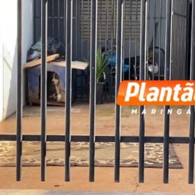 Fotos de Mulher é atacada por pitbull em via pública em Sarandi; dona do animal foi encaminhada à delegacia