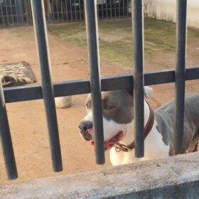 Fotos de Mulher é atacada por pitbull em via pública em Sarandi; dona do animal foi encaminhada à delegacia