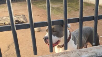 Fotos de Mulher é atacada por pitbull em via pública em Sarandi; dona do animal foi encaminhada à delegacia