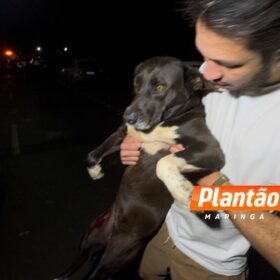 Fotos de Na véspera do aniversário homem é executado ao lado da mãe em Maringá; cachorro da família também foi baleado