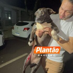 Fotos de Na véspera do aniversário homem é executado ao lado da mãe em Maringá; cachorro da família também foi baleado