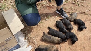 Fotos de Patrulha Ambiental da Guarda Civil Municipal de Maringá resgata nove filhotes de cachorro abandonados sob viaduto