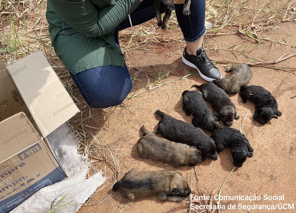 Patrulha Ambiental da Guarda Civil Municipal de Maringá resgata nove filhotes de cachorro abandonados sob viaduto Foto 1 Fotos de Patrulha Ambiental da Guarda Civil Municipal de Maringá resgata nove filhotes de cachorro abandonados sob viaduto