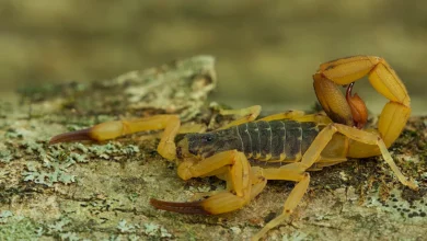 Fotos de Menino de 3 anos morre após picada de escorpião no Paraná