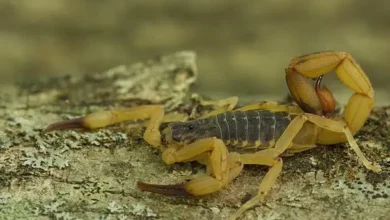 Fotos de Casal na região é picado por escorpião enquanto dormia: ‘muita dor’
