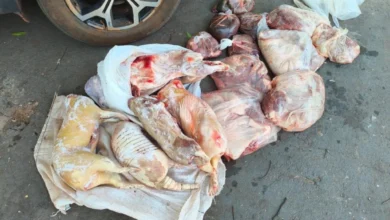 Fotos de Homem é multado por caça de animais silvestres em extinção no Paraná; carnes foram encontradas no freezer e pelo quintal